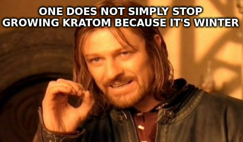 kratomtweets's tweet photo. Who else here is growing #Kratom trees during the winter? https://t.co/cWwDKbnBKp