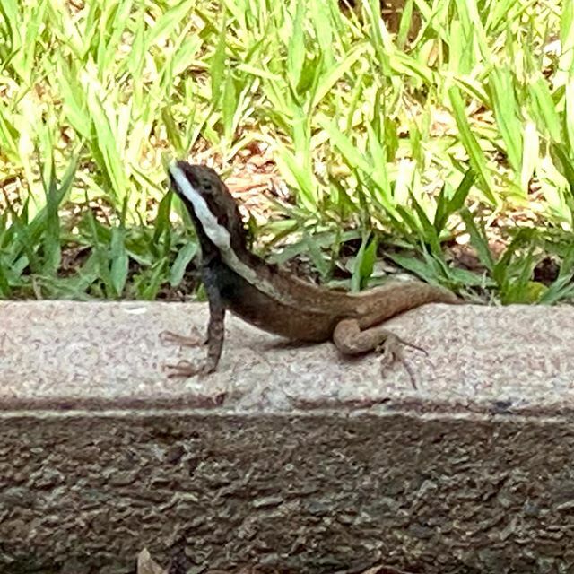 RubyTombstone's tweet photo. Say hello to my little friend.
#tatalizard #gilbertsdragon #lizard #tropical #darwin #critters #australianlizards https://t.co/y5hPBkF6FO https://t.co/waCvRiUquK