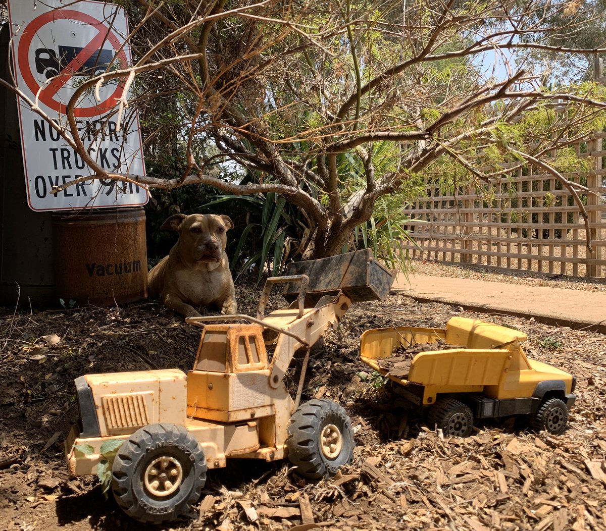 ausliveteam's tweet photo. When the dogs keep digging a hole you build a Garden display with Tonkas
 #toycollector #toycollection #toys #vintage #vintagetoys #vintagestore #tonka #tonkatrucks #tonkatuff #dogsofinstagram #collections #collector #collectables #retro #doglife #doglovers #mancave #manshed https://t.co/Qfl1T6tuYh