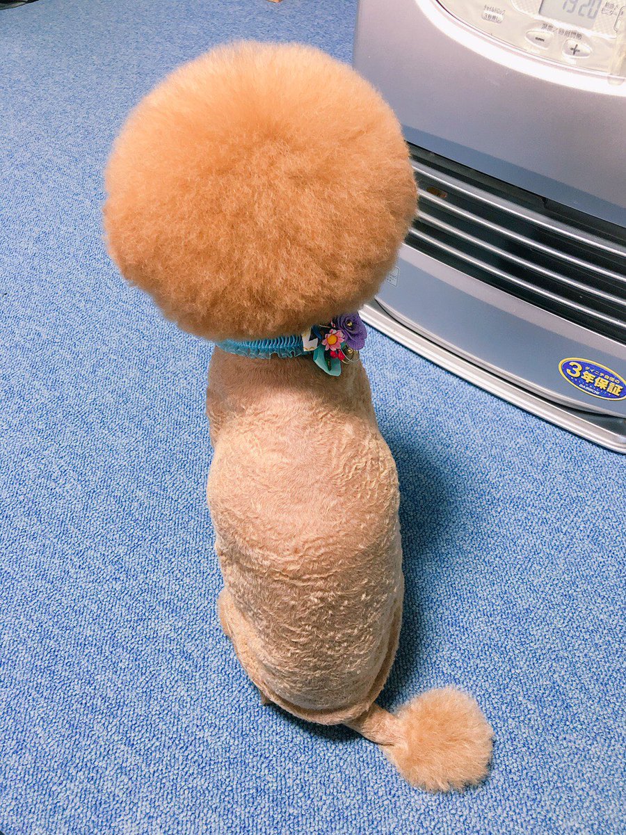 kecha0203's tweet photo. ケチャ。
トリミング〜🙂
#トイプードル
#アフロ https://t.co/KxUQVoJfuZ