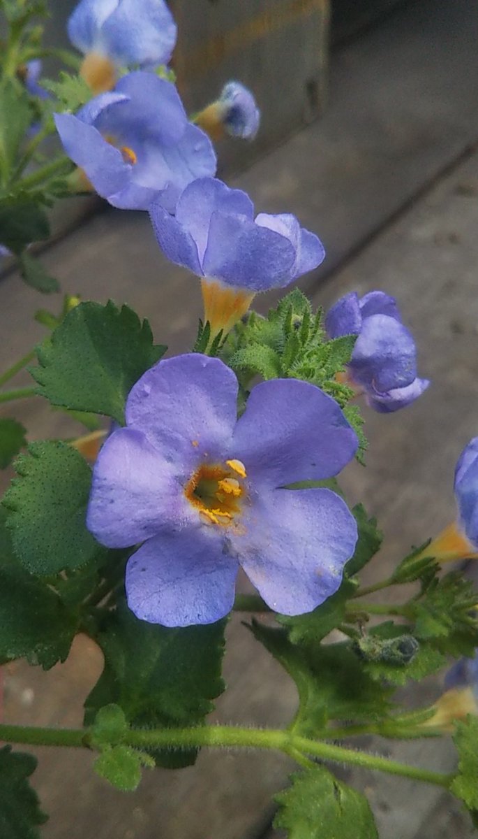 gontanokoneroku's tweet photo. Bacopa 😊 https://t.co/e44dFWNrTN