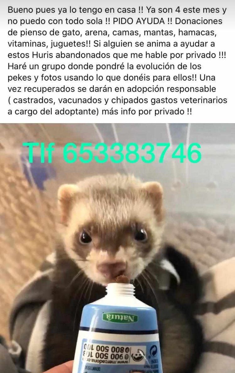 sesuheroe's tweet image. Los hurones también son víctimas de la irresponsabilidad de las personas. Necesitamos ayuda con los gastos y adopciones (España) o si vives lejos puedes ayudar económicamente también, no damos a basto con tanto abandono 😔 Más info por MD o contactar al num de teléfono de la foto