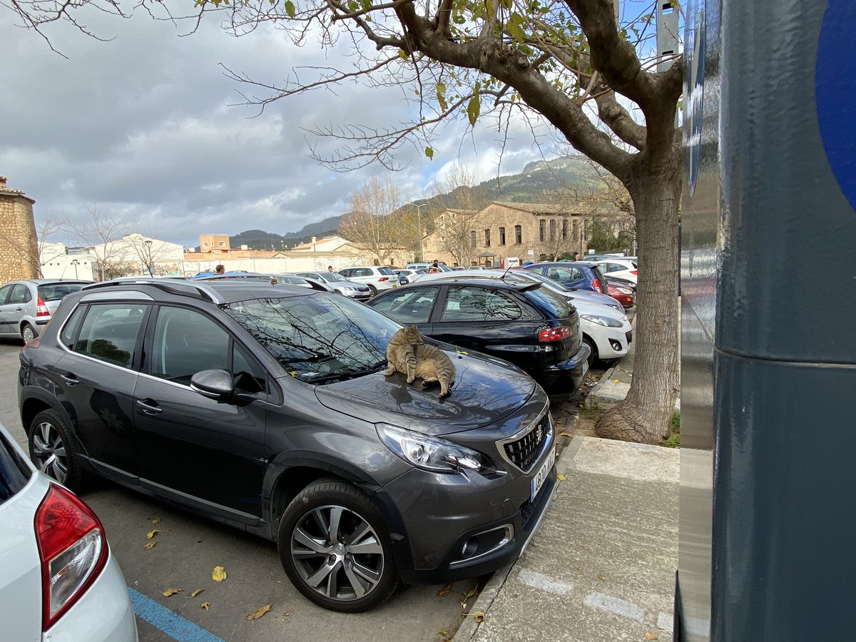 berlin_foxy's tweet photo. Mallorquinische Katzen sind durch nichts aus der Ruhe zu bringen. https://t.co/Igu6C2U2x6