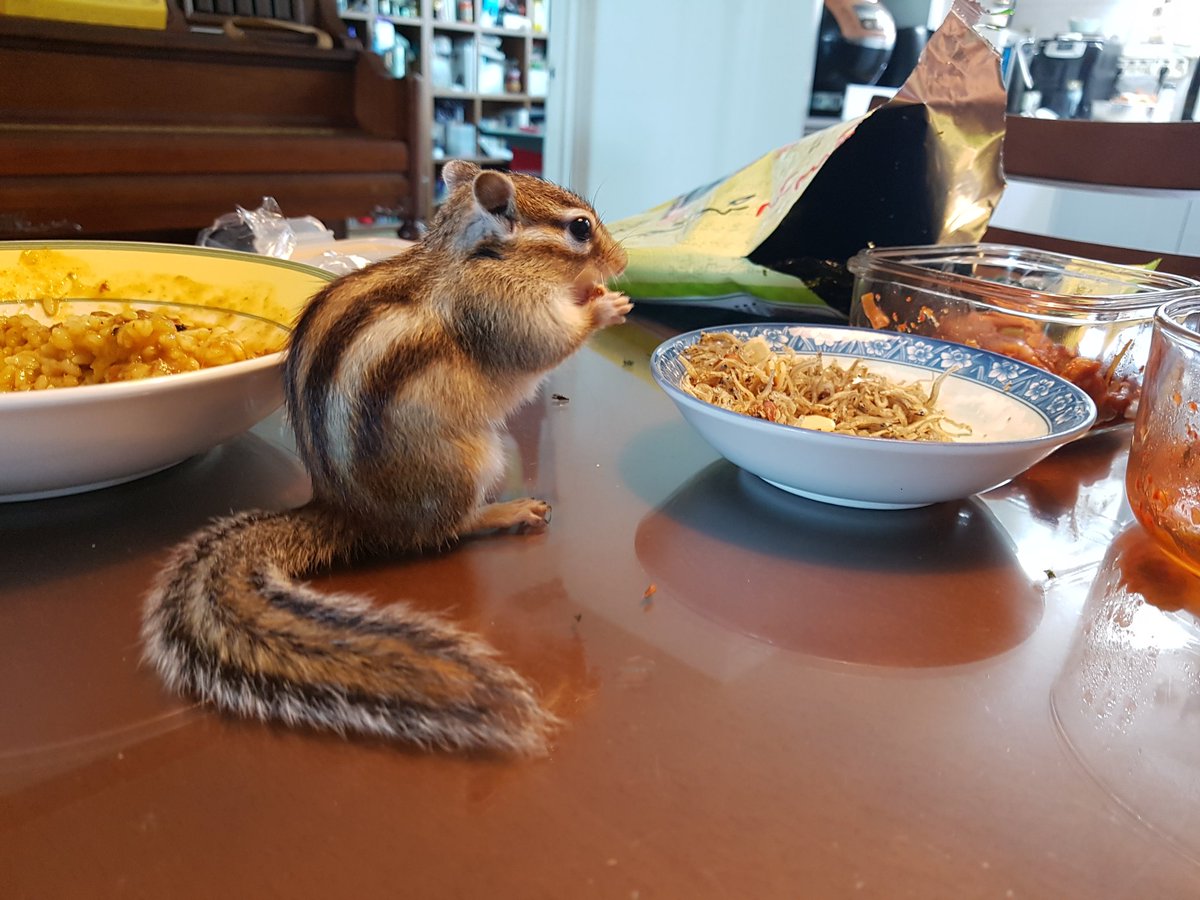홀연히 식탁에 올라와서는 아몬드멸치 볶음의 아몬드만 쏙쏙 빼먹고 있는 다람쥐