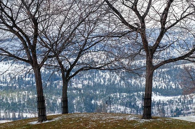 ardyei's tweet photo. Have an ice day.... ❄
.
.
.
#kelowna #kelownanow #kelownalifestyle #kelownabc #kelownaliving #kelownafornia #kelownaphotography #creatorclass #acreativevisual #exploreeverything #okanagan #okanaganlife #okanaganliving #createexploretakeover #kelownab… https://t.co/lEcLfs5HTd https://t.co/WYeCSCdXxC