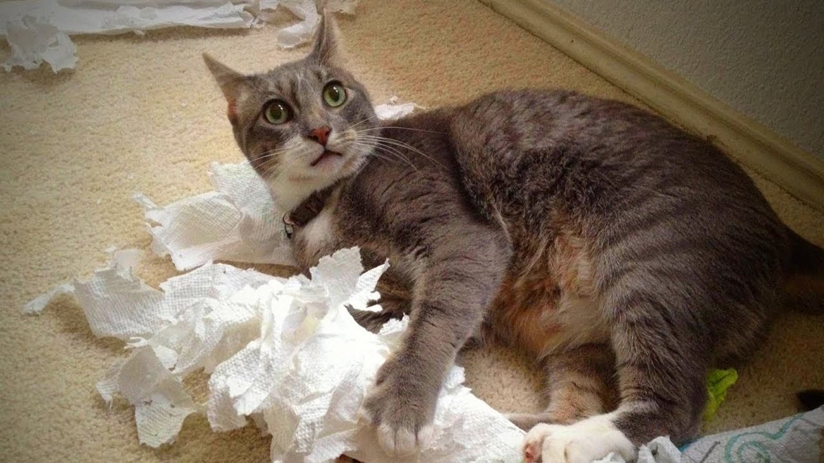 MeowMoeDotCom's tweet photo. Funny #Cute Cats ๐ธ๐น Cats Doing Som ...
#Cats #Cat #Kittens #Kitten #Kitty #Pets #Pet #Meow #Moe #CuteCats #CuteCat #CuteKittens #CuteKitten #MeowMoe
#AnimalFail #BestCatsAndKittensFail #CatFail #CatsAndKittensFails2016 #CatsFail
https://t.co/wBSWrXOSXL
. https://t.co/MCXOAuMfZX