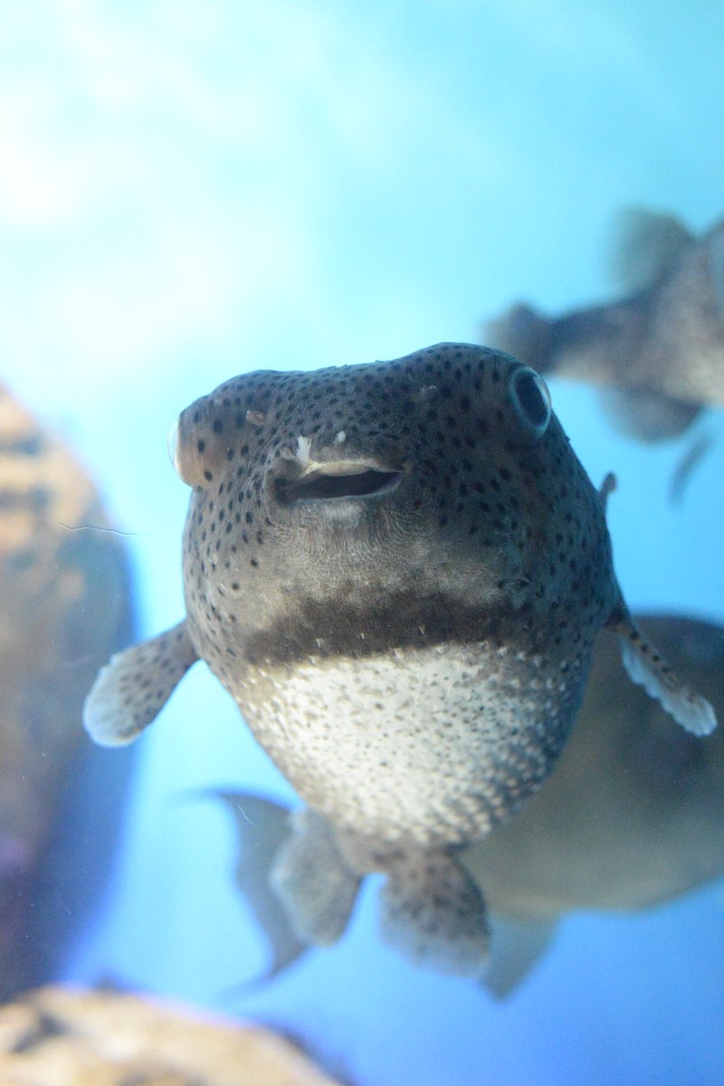 Uco 正面から見たふぐの愛くるしさに悶絶した 唐戸 海響館でした か かわいい