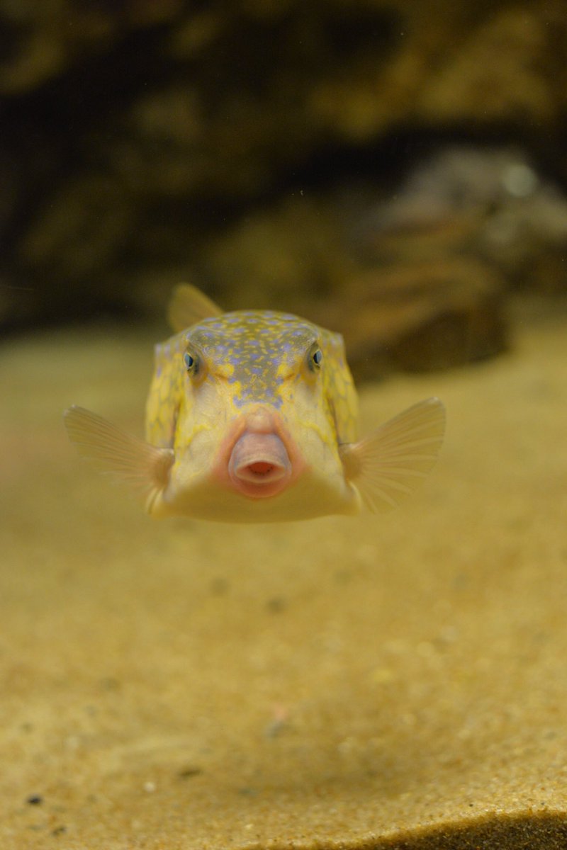 Uco 正面から見たふぐの愛くるしさに悶絶した 唐戸 海響館でした か かわいい