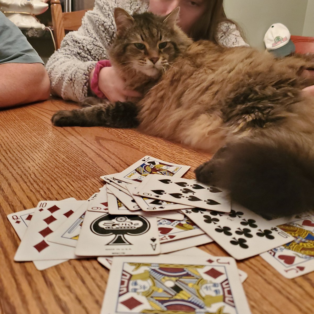 DixieCat10's tweet photo. Family game night! #catswithcards #CatsOnTwitter  @SLWilliams44 https://t.co/aZFriCmYBW