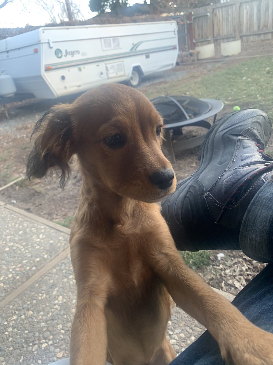 Soooo I got a dog, and his name is goose... here’s goose.