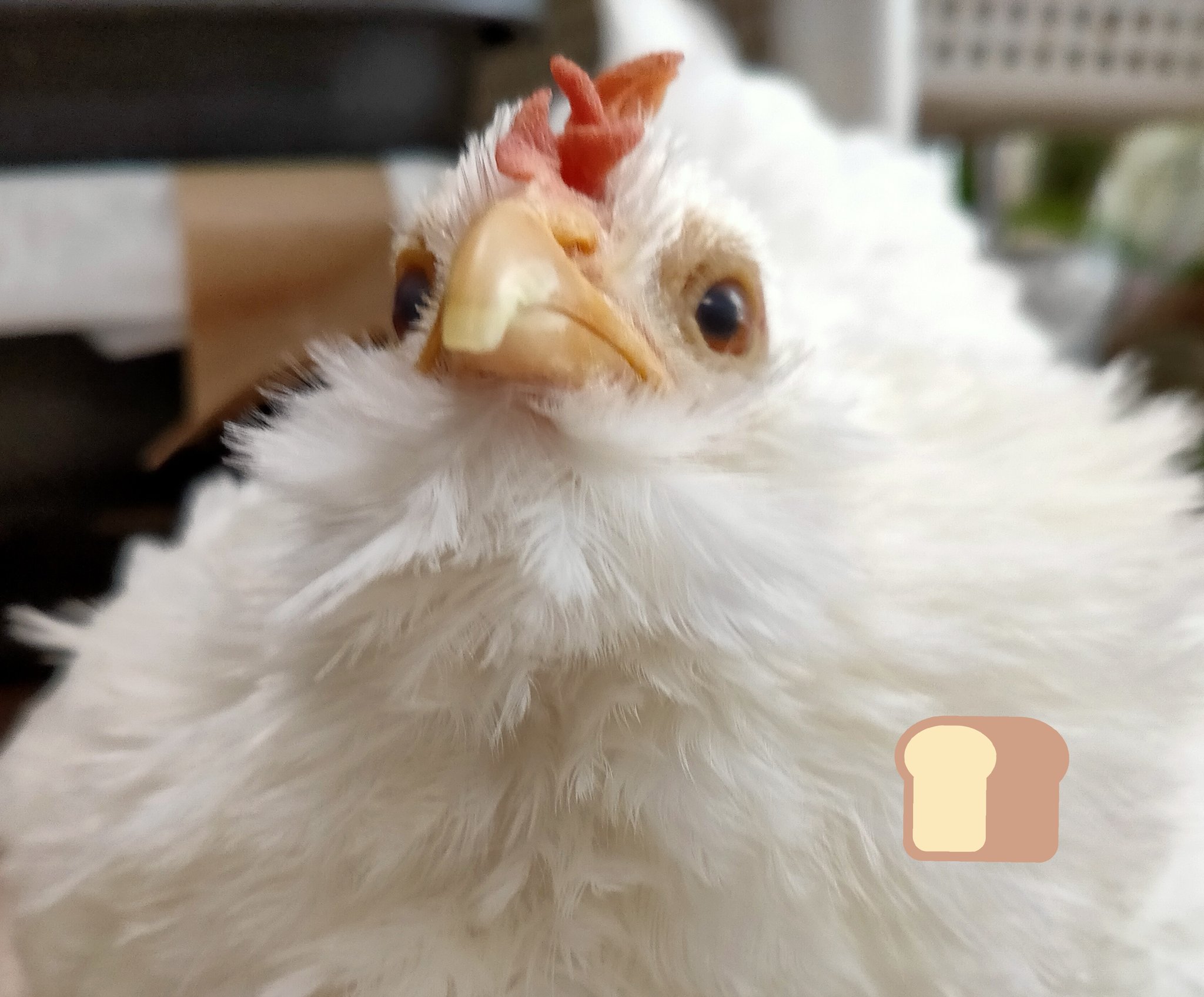 Twitter 上的 星363 かわいいねえかわいいねえ チャボの塩パン T Co Anhreotttz Twitter