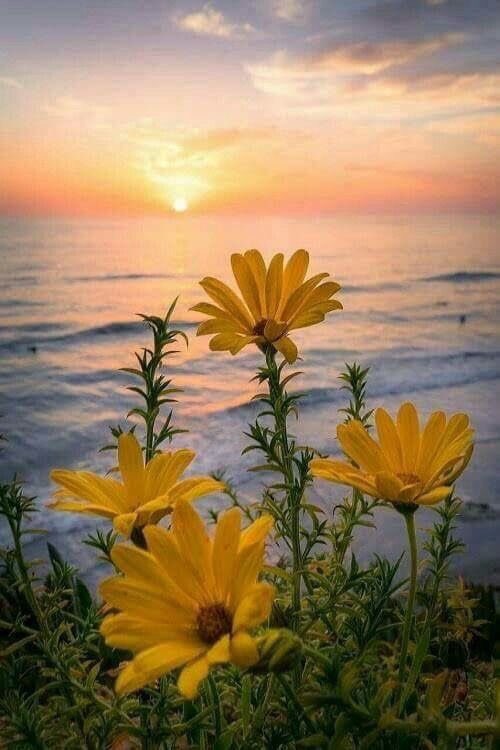 Derick_Cape's tweet photo. Sunrises &amp; sunsets at the sea....🌼🌼🌼 good morning https://t.co/SUCZ4XhC0d