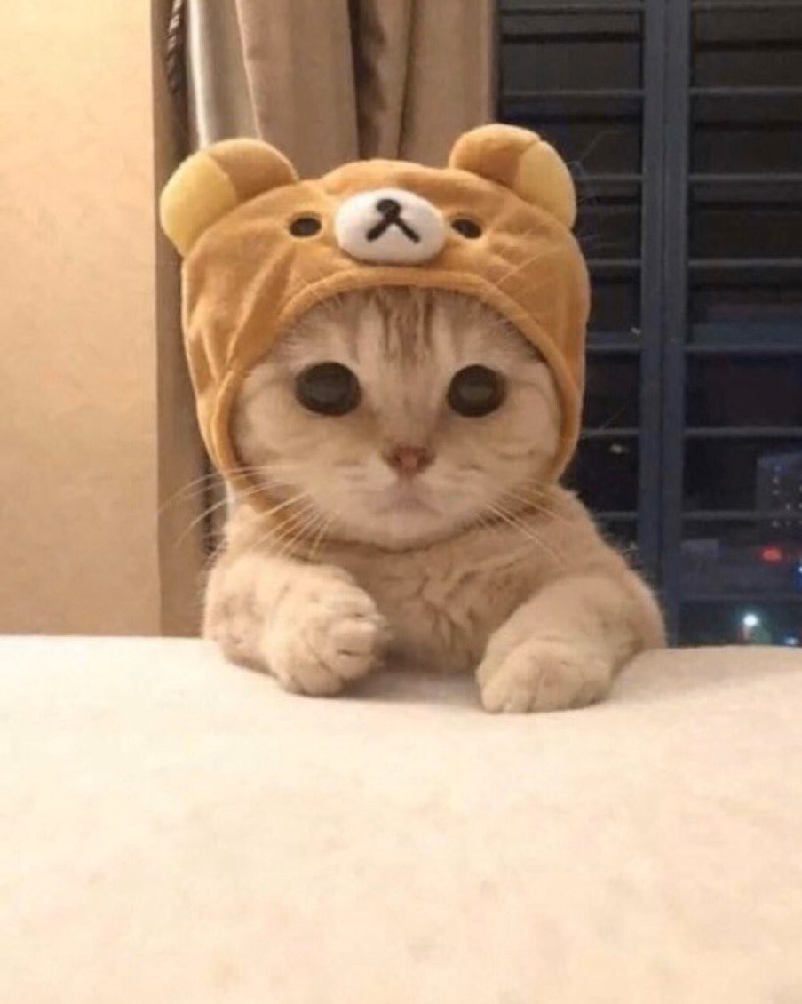 fpsducky's tweet photo. @TracerFN dog>cat https://t.co/jtQImFydb7