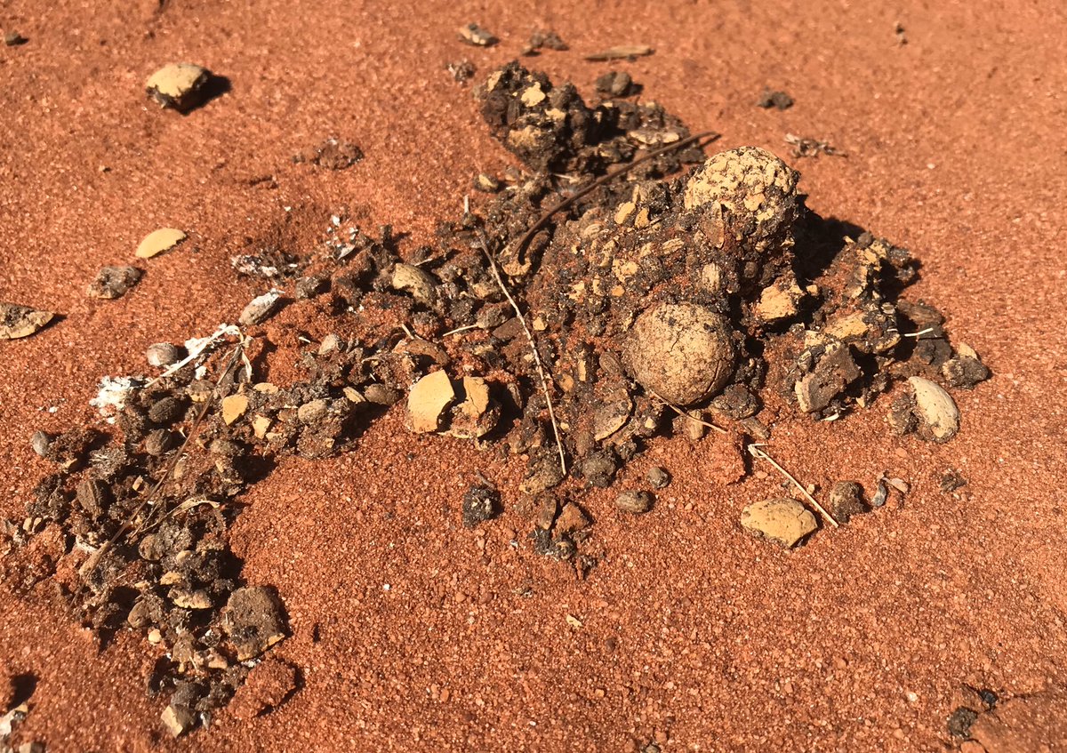 Interesting: “From poo to plate: how emus help produce Australia’s best native foods” sbs.com.au/food/article/2…
#Santalaceae #Qandong #Santalum