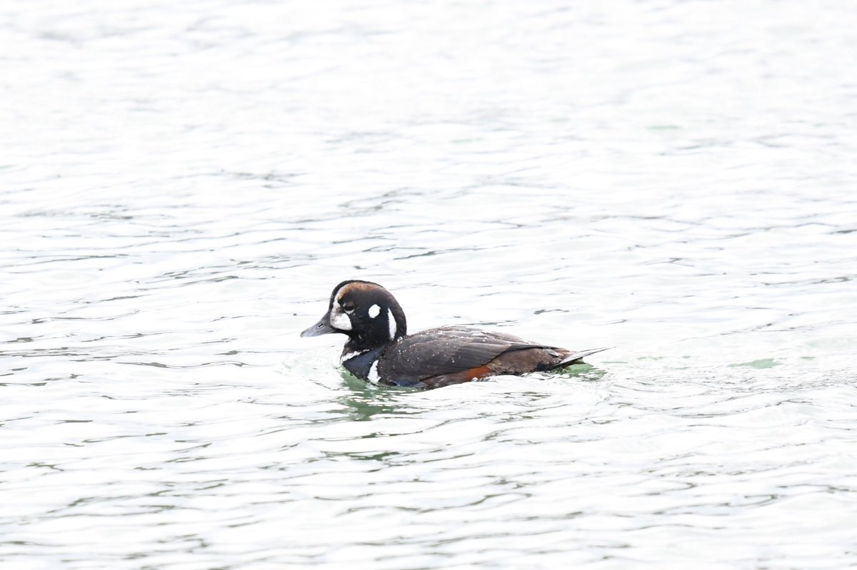 いきものサークルふかみどり 本日は山と海 へ鳥を見に行きました 山ではアトリ シメなど冬の鳥が見れ 個人的に大好きなヤマガラがじっくり観察できたので満足です 海では普段観察する機会の少ないヒメウやシノリガモが見れました 多様な新潟のフィールド いきものサークルふかみどり 本日は山と海 へ鳥を見に行きました 山ではアトリ シメなど冬の鳥が見れ 個人的に大好きなヤマガラがじっくり観察できたので満足です 海では普段観察する機会の少ないヒメウやシノリガモが見れました 多様な新潟のフィールド
