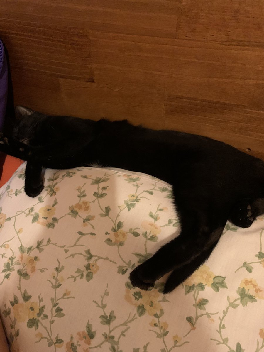 Duermo arriba de la cabeza de mis papis 😹😹😹 <a href="/gatitos_qctd/">✨ Gatitos que curan tu depresión ✨</a>