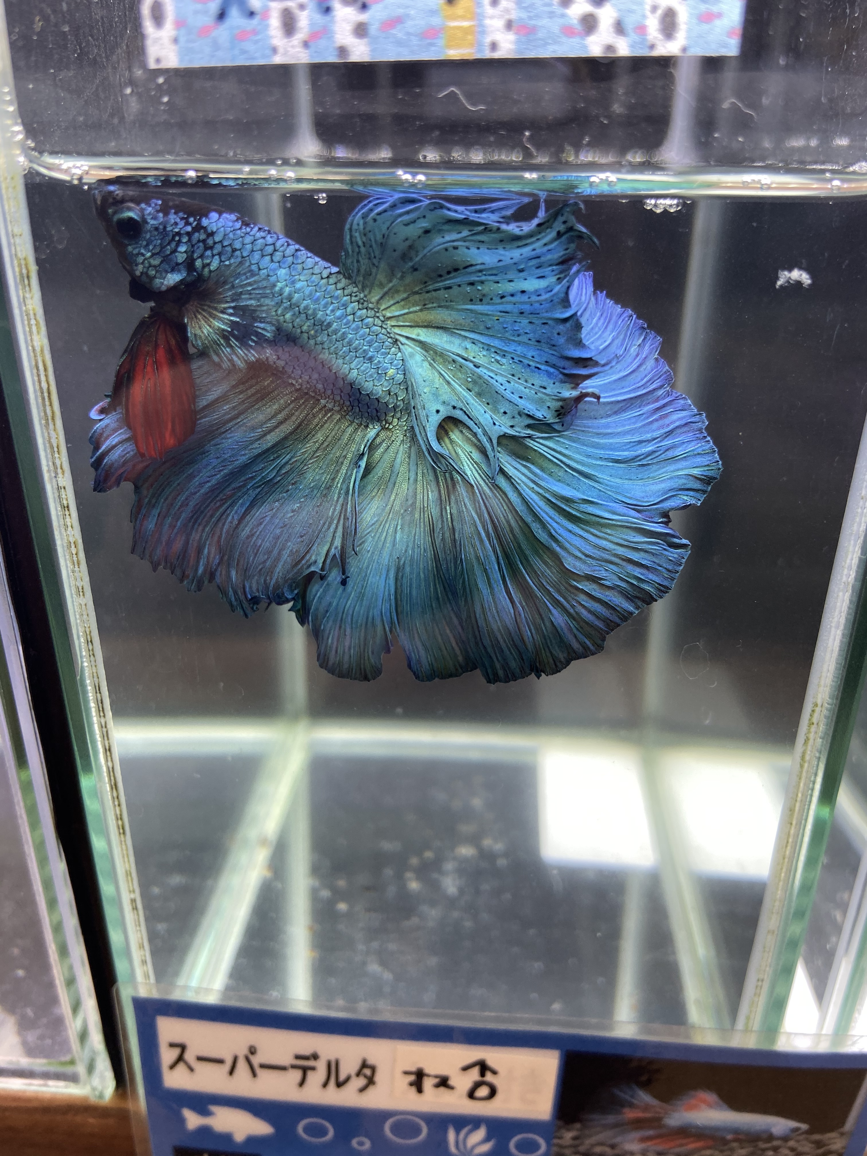 ペットプラザ 高槻上牧店 小動物 アクアリウム Petplaza Kan Twitter