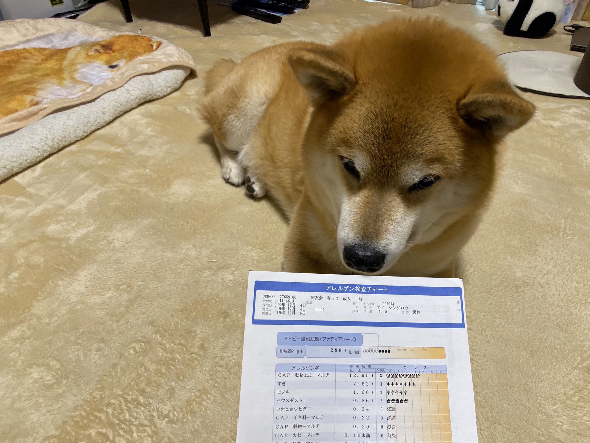 柴犬まる 悲報 ワイのパパ 犬アレルギー の診断が下される