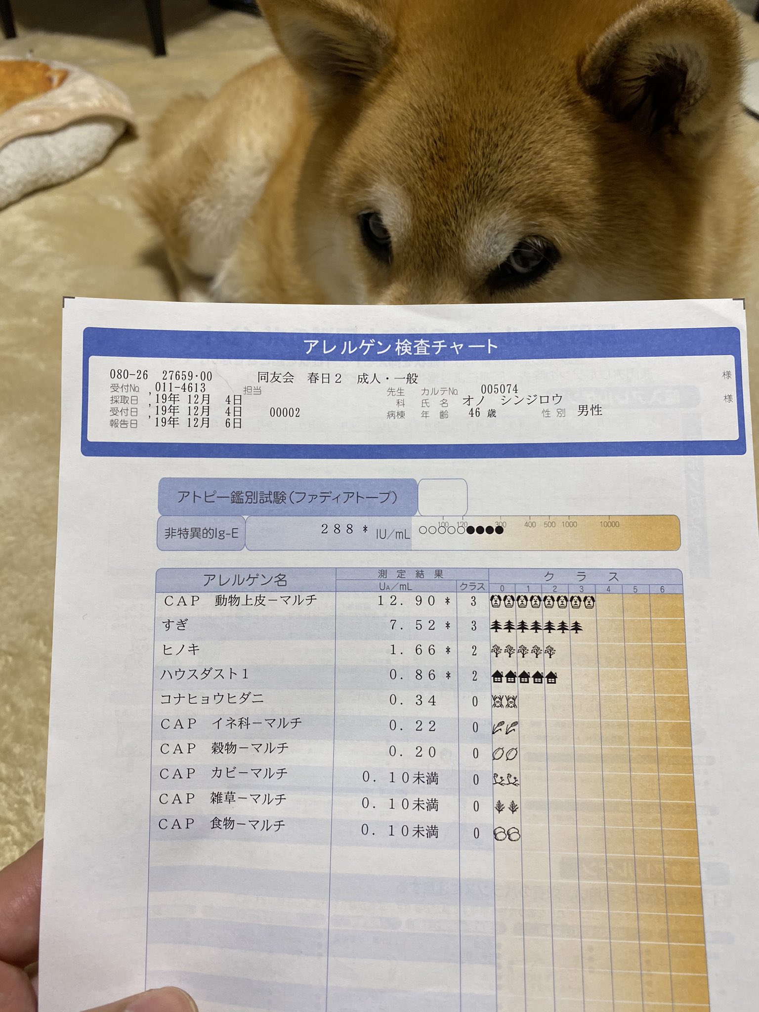 柴犬まる 悲報 ワイのパパ 犬アレルギー の診断が下される