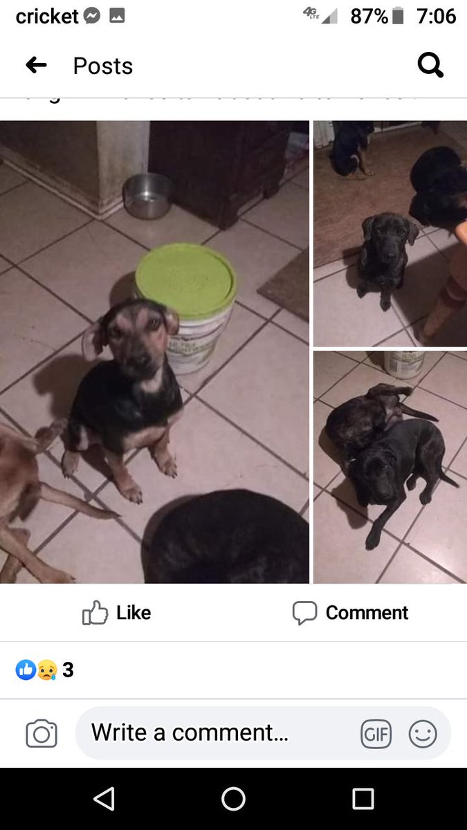 CatherineWalst2's tweet photo. Rat terrier mix 10 months old 3 males location Grand bay Alabama need a rescue for these 3 . Our rescue are full in our area. Please help if you can. https://t.co/OCurnQljWW