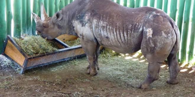JamiiForums's tweet photo. FARU FAUSTA AFARIKI DUNIA
> Ni faru anayeaminika kuwa mzee zaidi duniani na amefariki akiwa na miaka 57
> Fausta ameishi maisha yake yote katika Hifadhi ya Ngorongoro mpaka umauti ulipomkuta jana Ijumaa, Disemba 27, 2019
#FaruFausta #JFLeo #animal https://t.co/B2jkZl8jyw