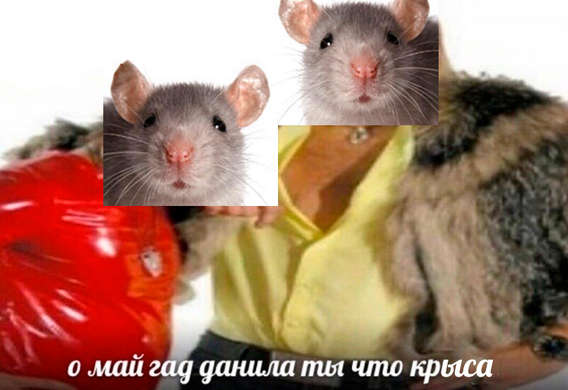 EM375mmWsAA9bIy?format=jpg&name=900x900