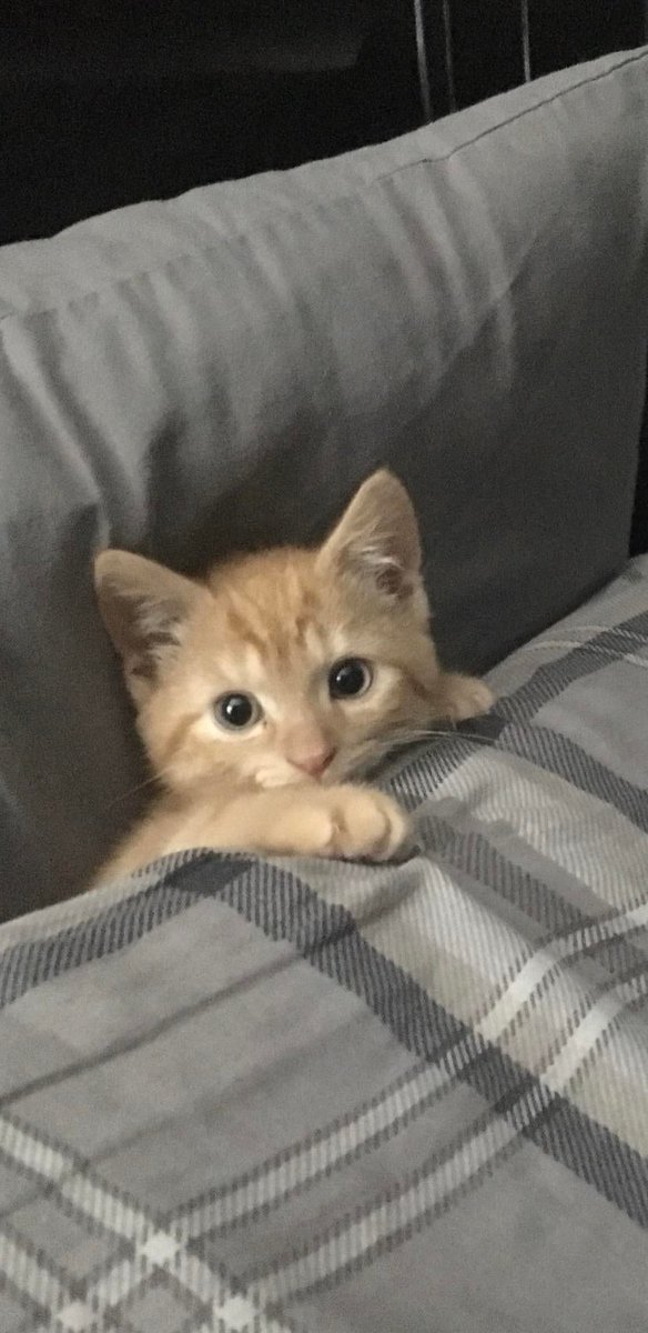 MeowMoeDotCom's tweet photo. #Hes a #Sleepy #Pusk
#Cats #Cat #Kittens #Kitten #Kitty #Pets #Pet #Meow #Moe #CuteCats #CuteCat #CuteKittens #CuteKitten #MeowMoe
https://t.co/vkdQHefpEE
. https://t.co/K6UCjubmMR