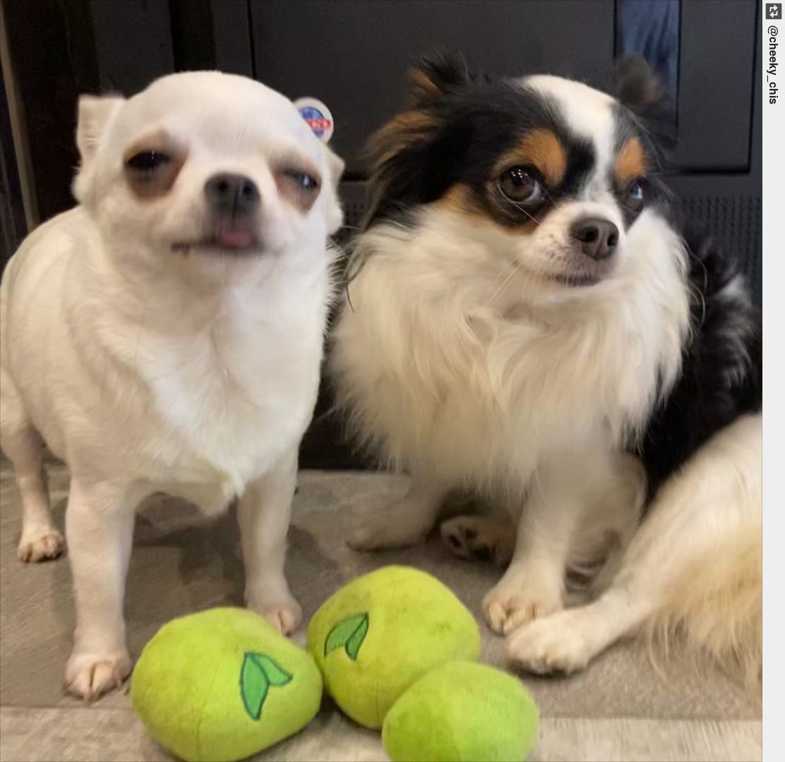 IngloriousDogs's tweet photo. You just finished mopping and lookie there! someone pea-d the floor ๐๐ฆ๐ฌ๐คฆโโ๏ธ . . #WhoMe #CouldntBe https://t.co/ygXhVupEzb