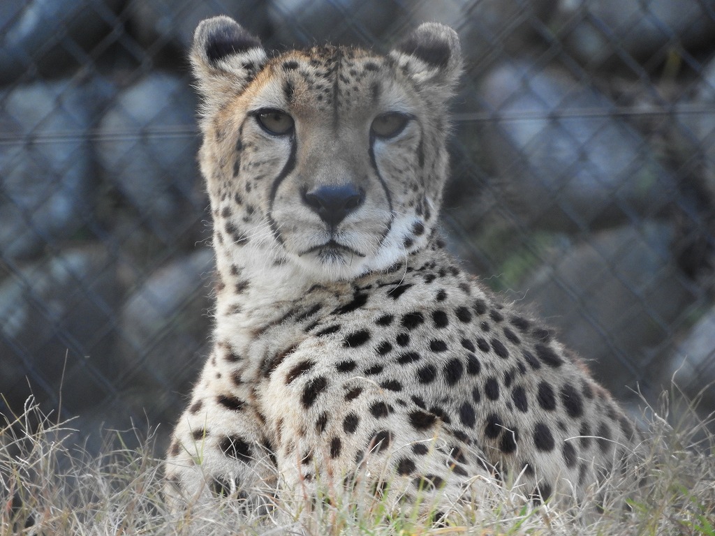 広島市安佐動物公園 公式 来年に向けて決め顔のネコ達をいっぱい撮ってきましたのでよければ壁紙などにどうz えっっ 亥年の次って猫年じゃないの 来年も元気な動物達に会いに来てください Asazoo 猫年 キメ顔 良いお