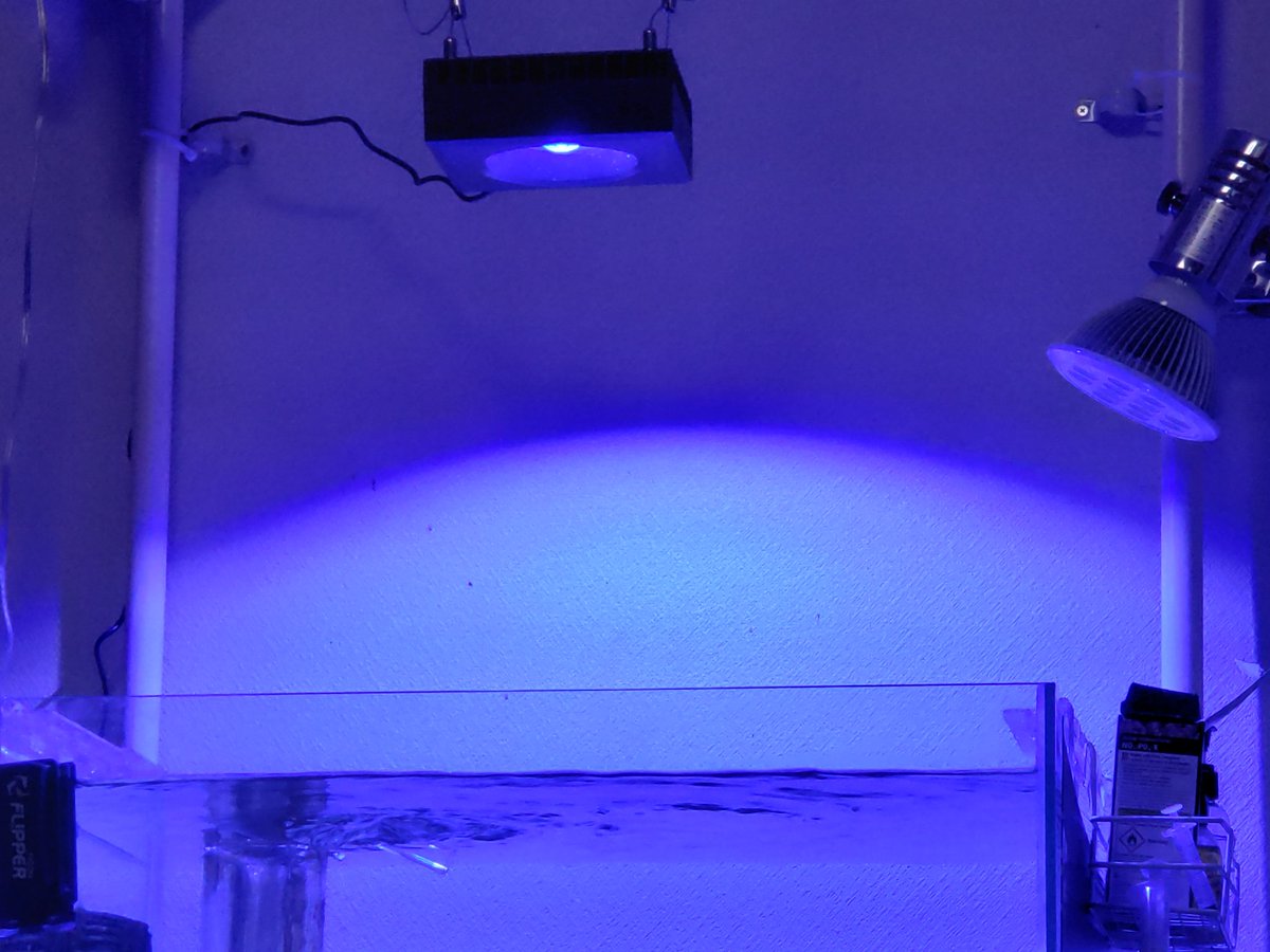 60cm_small_sea's tweet image. こんなつもりなかったのに、急遽ReefLED90を購入。G4と迷ったけど60cmじゃ、パワー有り余るし、来年新作出るらしいから、今回はこちらで。光の広がりが半端なくビビりました。ミドリイシがポリプ出さなくなってるので青80白60で運用中です。ブラックボックスはマイケルさんに相談かな。

#ReefLED