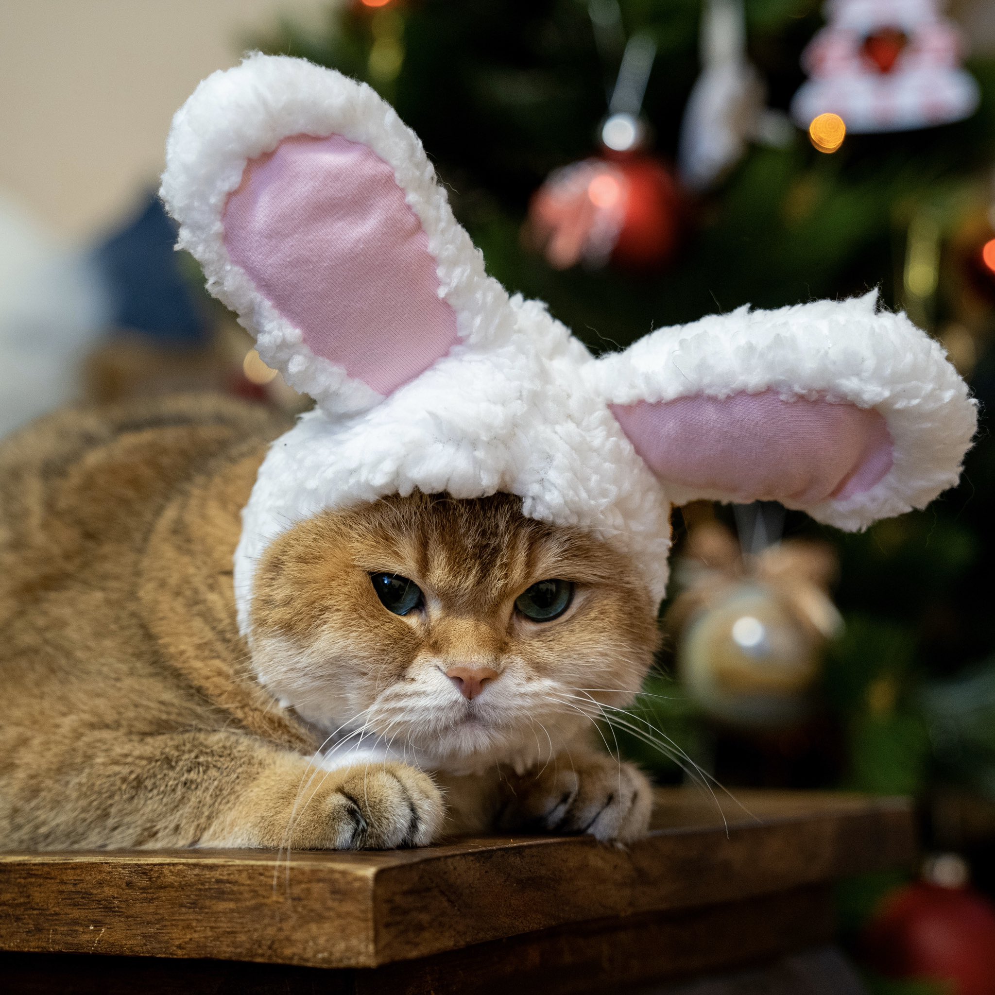 Grumpy Cat Bunny