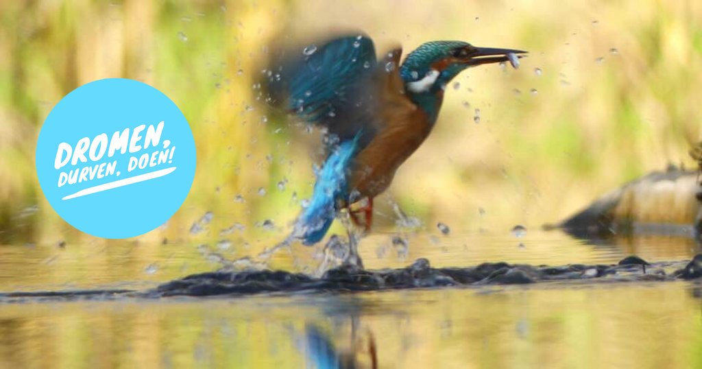 Sonja van Beveren (@sonjavanbeveren) on Twitter photo 