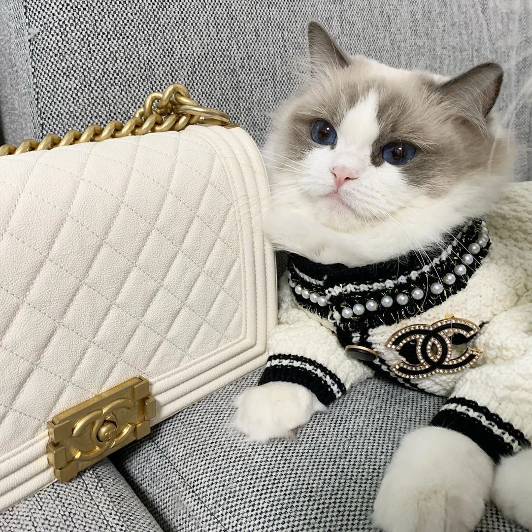 chanel cat collar