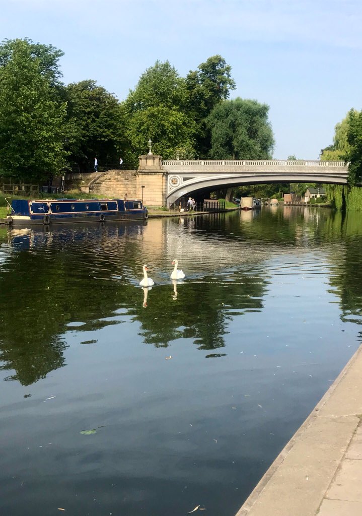 The Victoria bridge with a pair of swans