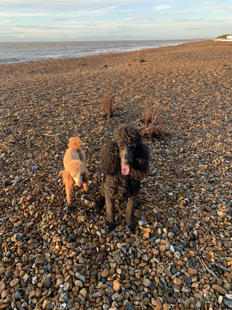 rcmoorey's tweet photo. @mrmichaelball We met Danny today on the beach and his bro. Knew it was you Michael and thanks for calling me a handsome boy! 🐾🐾. From Otto and Eddie https://t.co/68328nlVcl
