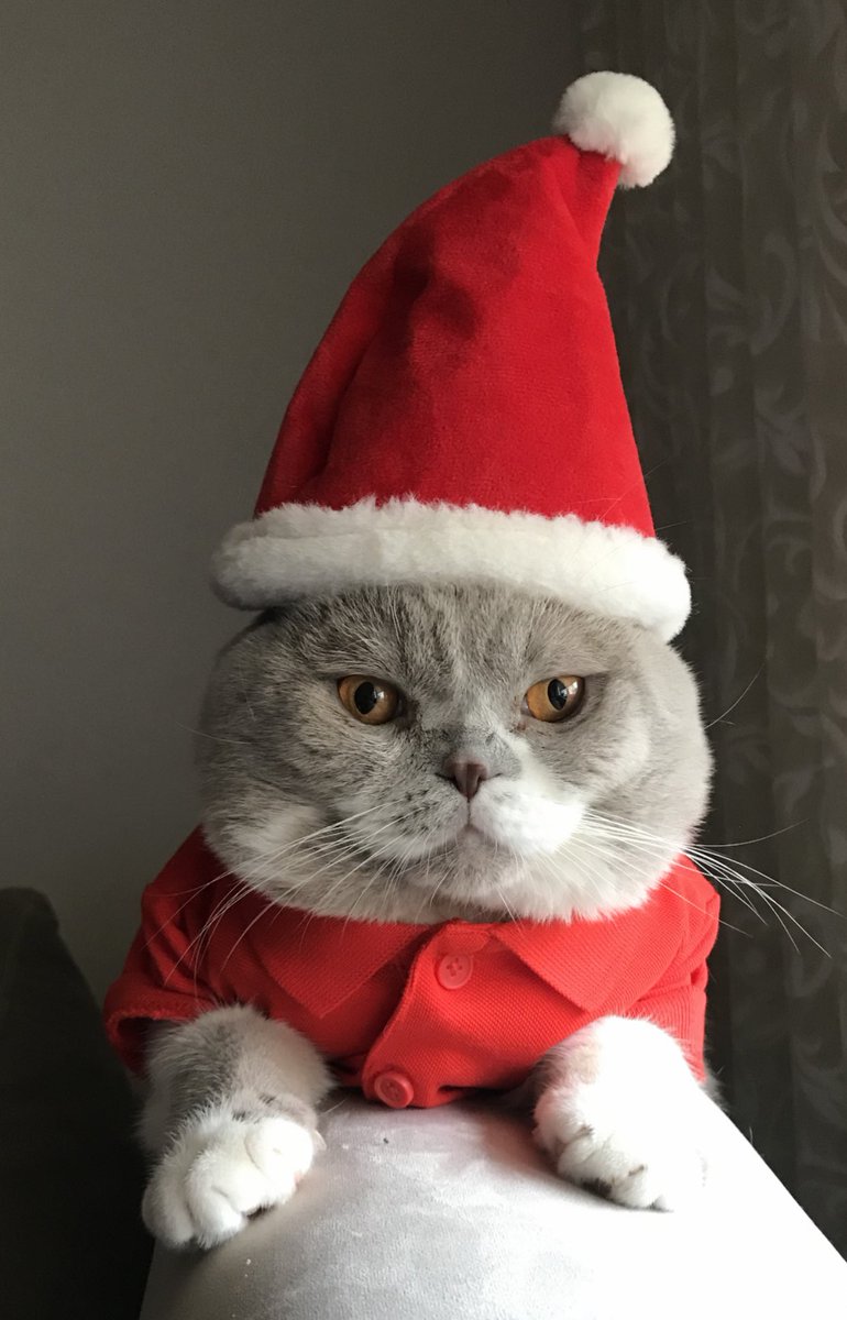 sahragbayrak's tweet photo. Noel baba 🎅🏼😻 #Kedi #yılbaşı #cumartesi #loading2020 https://t.co/UV0CrJ4gat