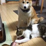 猫ちゃんにまたたびいりの「ニジマス型のぬいぐるみ」を与えたらものの数分で破壊されてしまった!