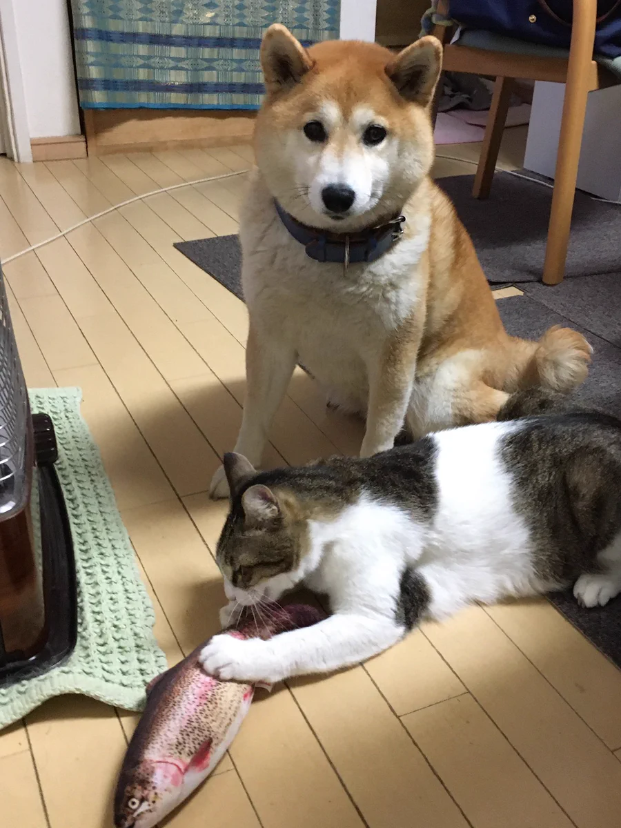 猫ちゃんにまたたびいりの「ニジマス型のぬいぐるみ」を与えたらものの数分で破壊されてしまった！！