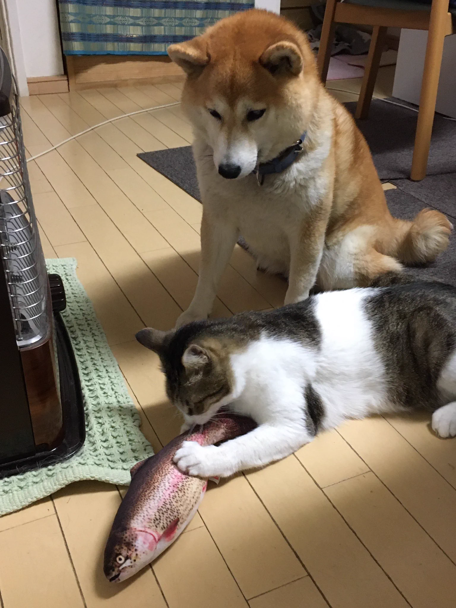 猫ちゃんにまたたびいりの「ニジマス型のぬいぐるみ」を与えたらものの数分で破壊されてしまった！！