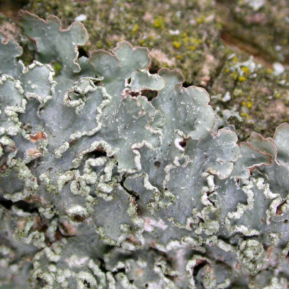 Four species of Punctelia occur in Britain. Until very recent years, only two of these (P. subrudecta and P. jeckeri) were regularly found in central England.P. subrudecta and P. jeckeri: