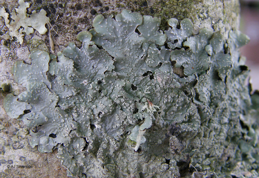 P. subrudecta develops punctiform soralia mainly on the lobe surface. P. jeckeri develops abundant frilly soralia along internal lobe edges. The distinction isn't absolute, more one of degree.