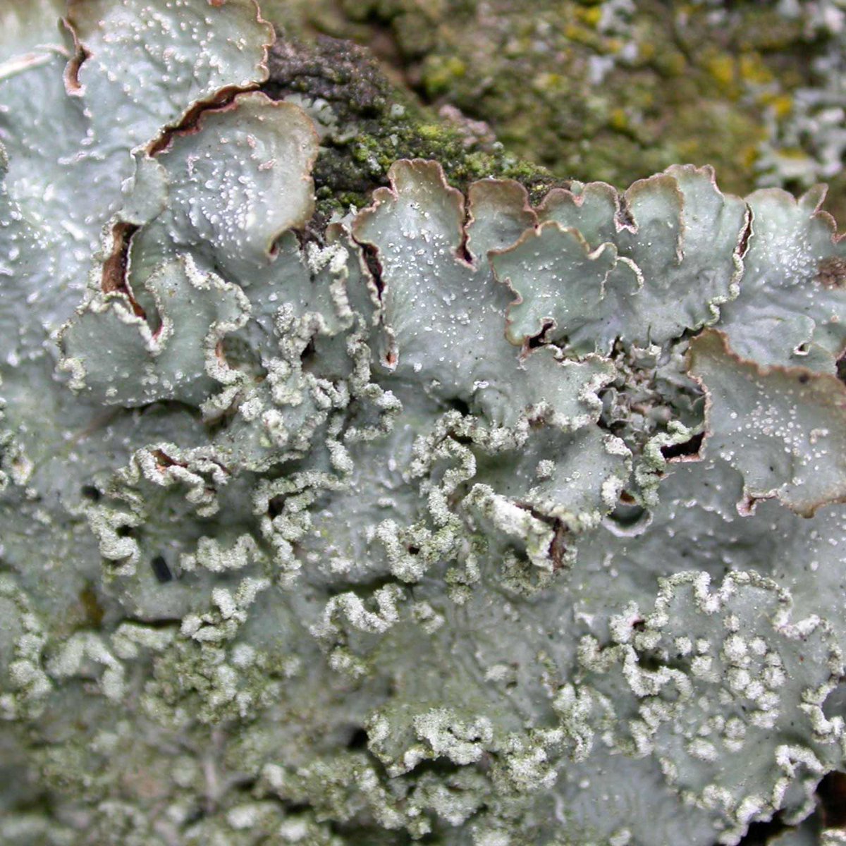 P. subrudecta develops punctiform soralia mainly on the lobe surface. P. jeckeri develops abundant frilly soralia along internal lobe edges. The distinction isn't absolute, more one of degree.