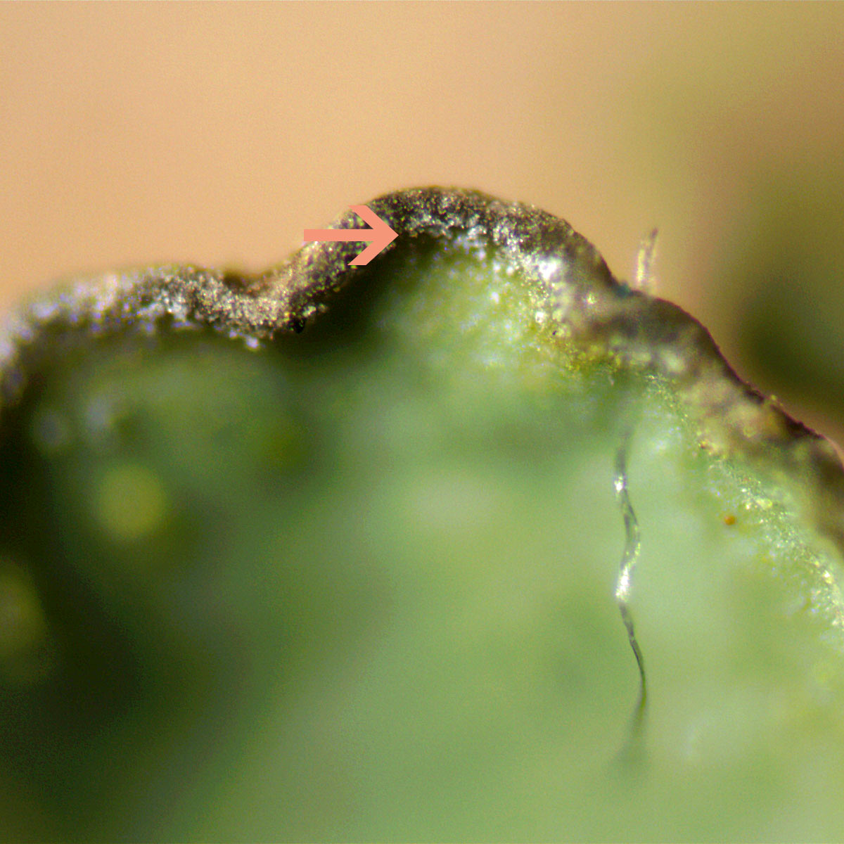 Another useful character is the presence of slight pruinosity near lobe edges in P. jeckeri, not seen in P. subrudecta.These images are P. jeckeri showing light dusting of pruina, its cause being crystalline matter produced on upper cortex.