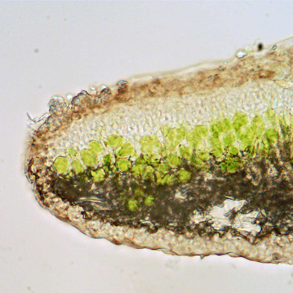 Another useful character is the presence of slight pruinosity near lobe edges in P. jeckeri, not seen in P. subrudecta.These images are P. jeckeri showing light dusting of pruina, its cause being crystalline matter produced on upper cortex.