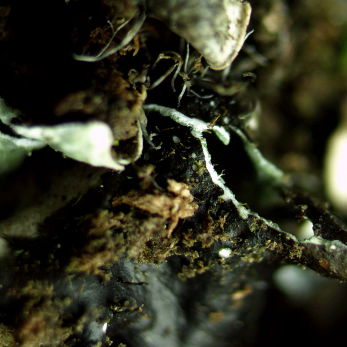 It is not uncommon for P. subrudecta to have a zone of quite dark, almost black-ink washed colour near the margin. It is important to examine the underside in central portions and consider the colour transition in general. P. borr. then P. sub. in central part.