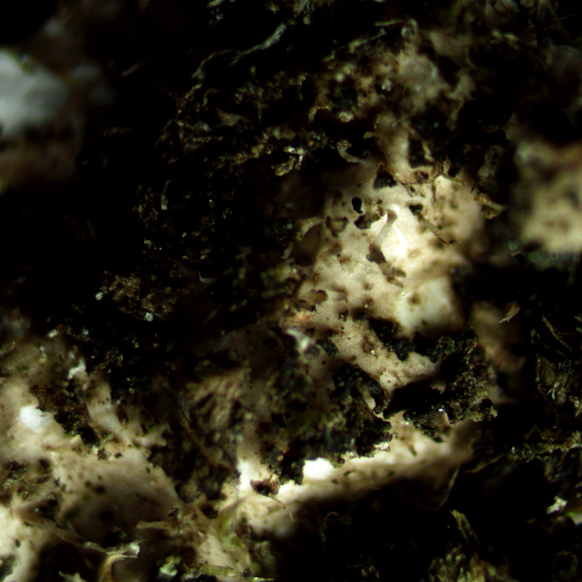 It is not uncommon for P. subrudecta to have a zone of quite dark, almost black-ink washed colour near the margin. It is important to examine the underside in central portions and consider the colour transition in general. P. borr. then P. sub. in central part.