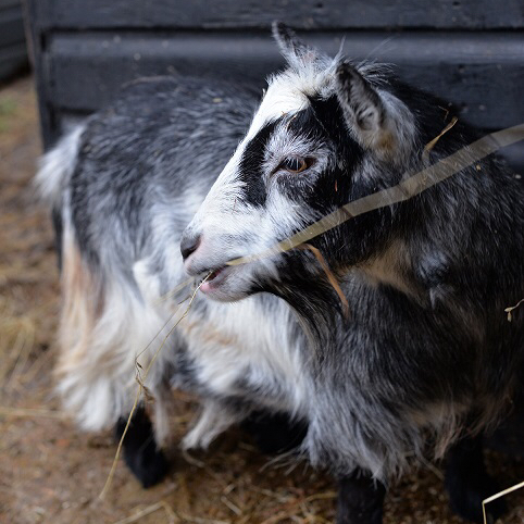 BockettsFarm's tweet photo. Boots the goat looking particularly pretty this morning ๐ ๐
.
.
.
#goatsofinstagram #pygmygoat #animallove #bockettsfarm https://t.co/E9B4rsVJrJ