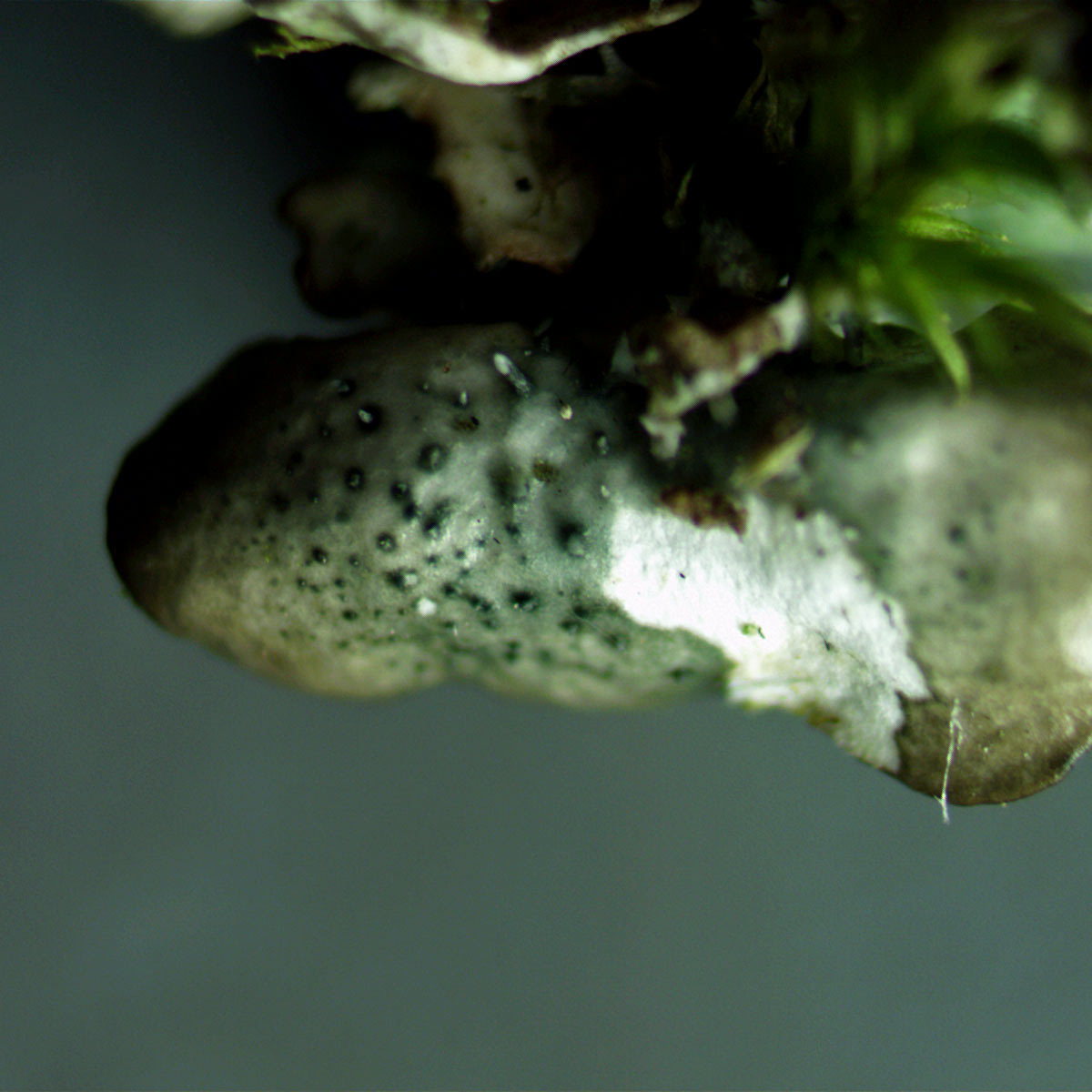 Punctelia borreri is spreading rapidly but its separation from P. subrudecta causes problems. The keys separate the two by 'underside black' in the former, 'underside pale brown or partly white' in the latter.However, this is the underside of P. subrudecta!