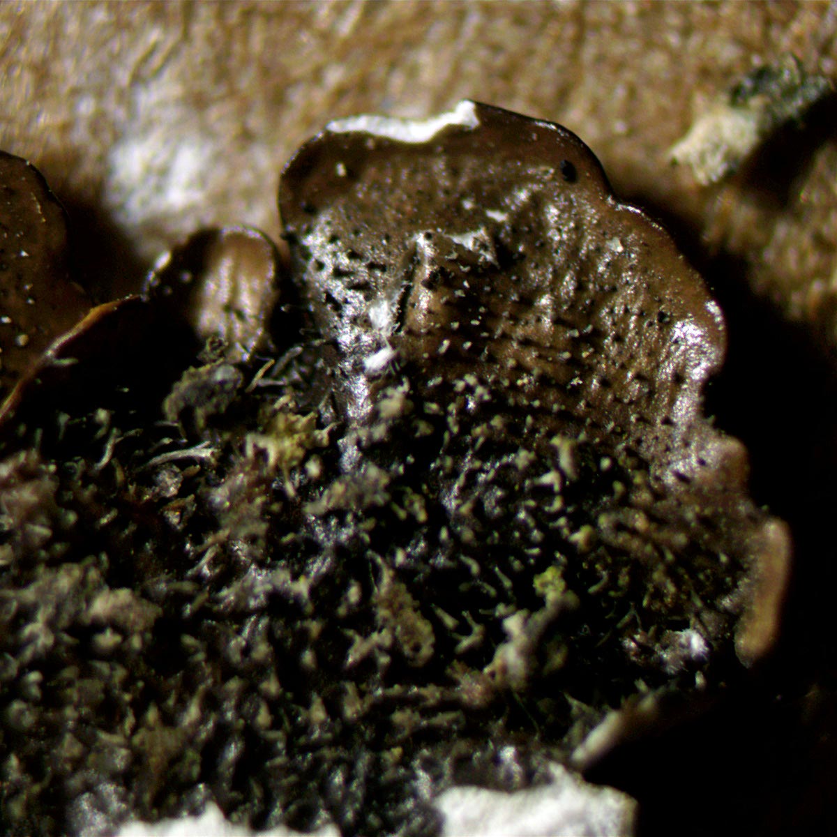 Punctelia borreri is spreading rapidly but its separation from P. subrudecta causes problems. The keys separate the two by 'underside black' in the former, 'underside pale brown or partly white' in the latter.However, this is the underside of P. subrudecta!