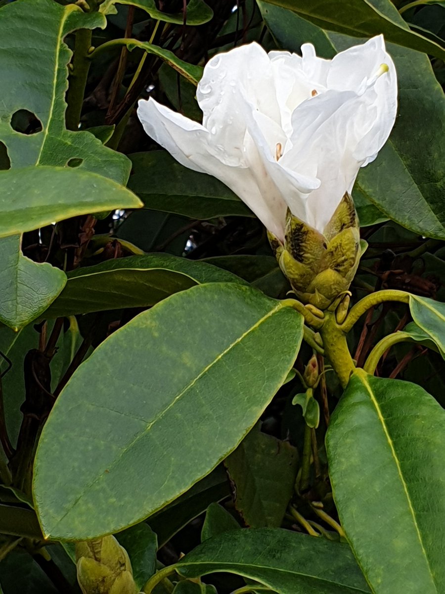 shrabanibasu_'s tweet photo. The #rhododendrons have already started blooming. Yesterday at #PetworthHouse gardens. @nationaltrust #WestSussex #mildDecember #ClimateChange https://t.co/3JTiWsLX3T